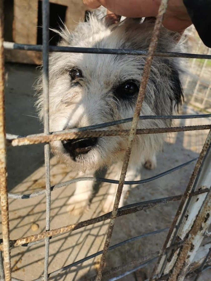 Süßer flauschiger Hund zur Adoption Stray Hope