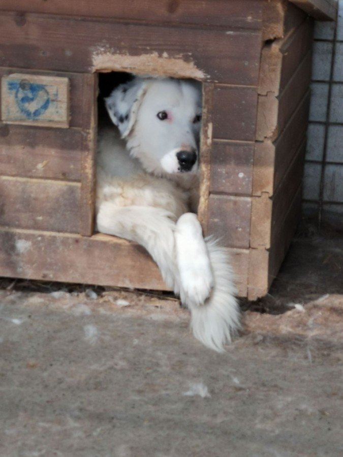 Mira der schönste Hund der Welt Stray Hope